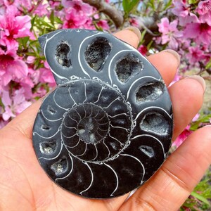 Natuurlijke zwarte ammoniet nautilus fossiel, gepolijste fossiele plakjes, reikigenezing, woondecoratie geschenken 1 st afbeelding 5