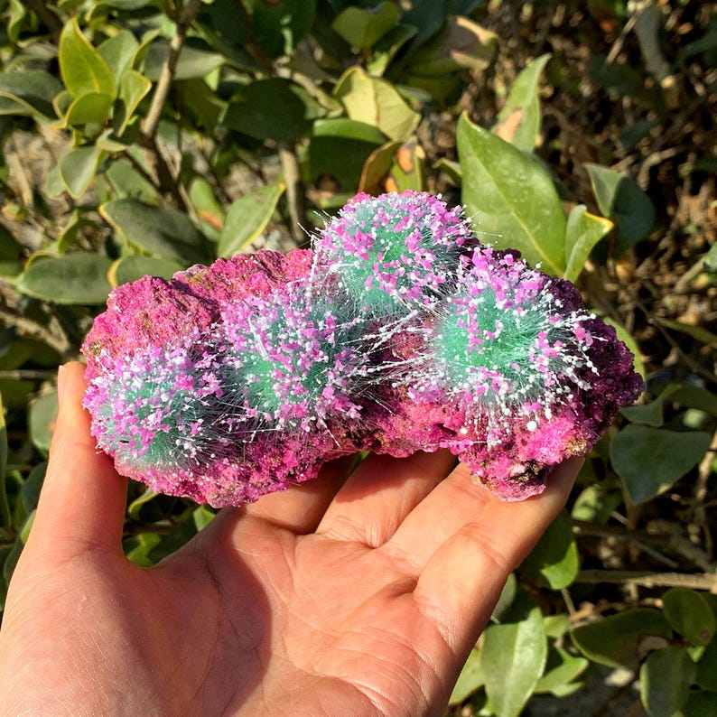 Peut inclure: Un rocher de corail rose et vert avec des excroissances blanches et vertes en forme de pointes. Le corail est tenu dans une main.