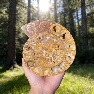 May include: A fossilised ammonite shell, showcasing a spiral design. The shell's colours include tan, brown, and cream. The fossil is held in a hand, set against a backdrop of a forest with sunlight.