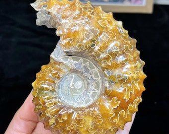 マダガスカル産の虹色アンモナイト、虹色の貝殻の化石、小型/ミニ