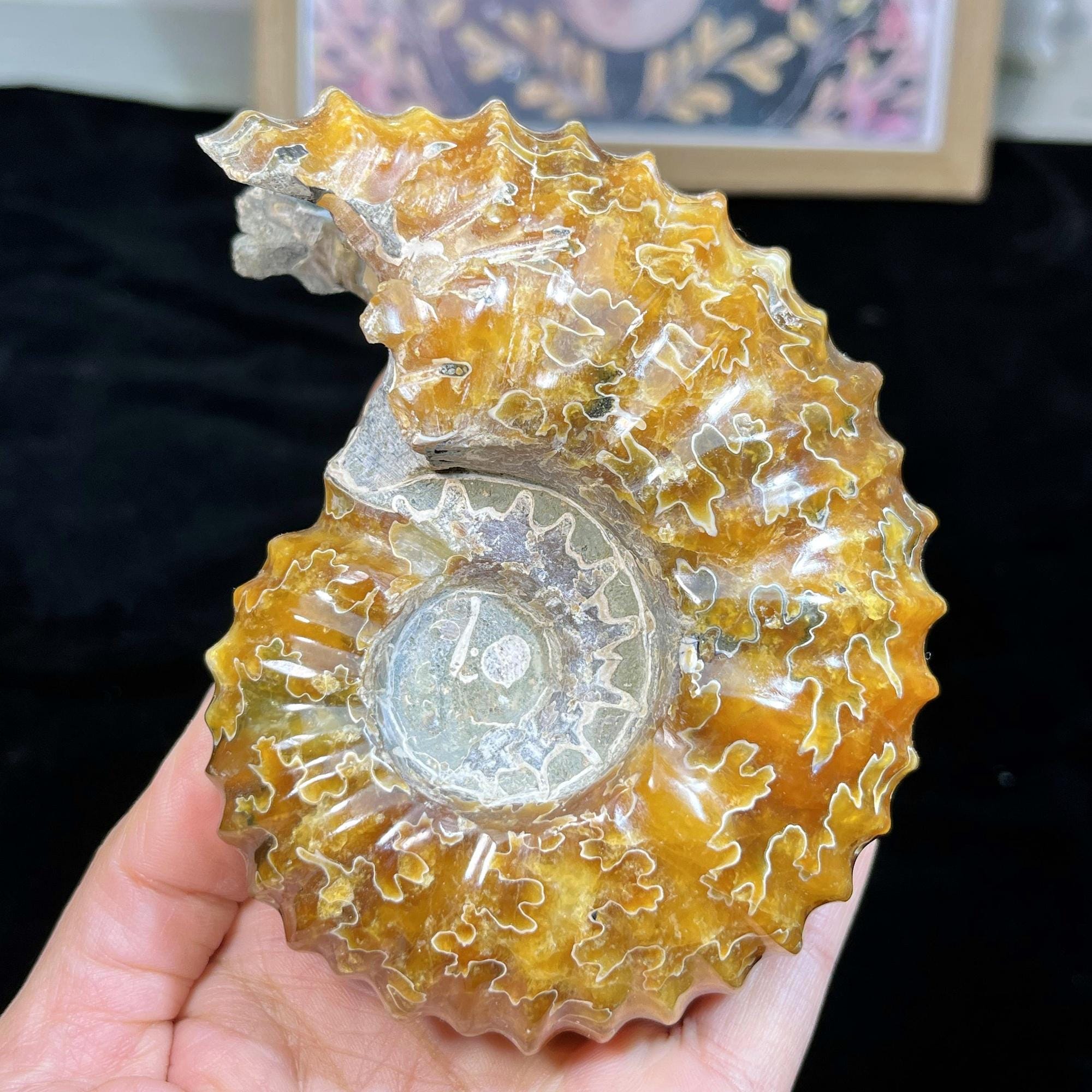 北海道を代表する希少アンモナイト、メヌイテス・ジャポニカス
