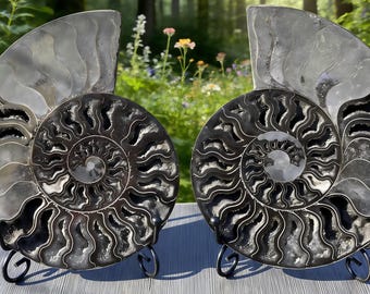 Op de afbeelding: Twee gepolijste ammonietfossielen, elk gemonteerd op een zwarte metalen standaard. De fossielen tonen ingewikkelde spiraalpatronen in tinten zwart, grijs en zilver. De achtergrond toont een vage bosscène met zonlicht.