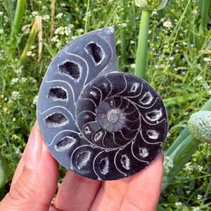 Op de afbeelding: Een gepolijste, gefossiliseerde ammonietschelp, met een spiraalpatroon. De schelp is donkergrijs met witte accentlijnen en open kamers. Het fossiel wordt in een hand gehouden tegen een achtergrond van groen gebladerte.