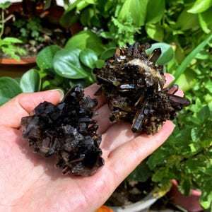 Op de afbeelding: Twee clusters van rookkwartskristallen, een met een meer afgeronde vorm en de andere met een meer puntige vorm. De kristallen zijn donkerbruin van kleur en hebben een glanzende, glazige afwerking.
