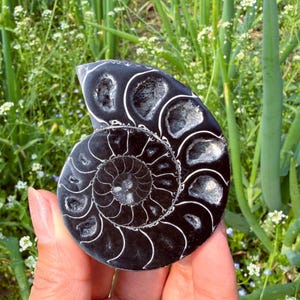 May include: A black ammonite fossil, polished to a sheen, with white detailing outlining the chambers. The spiral form is clearly visible. Set against a background of green plants and tiny white flowers.