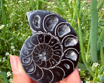 Ejemplar fósil de nautilo negro natural, láminas de fósil pulidas, sanación Reiki, regalos de decoración para el hogar, 1 unidad.