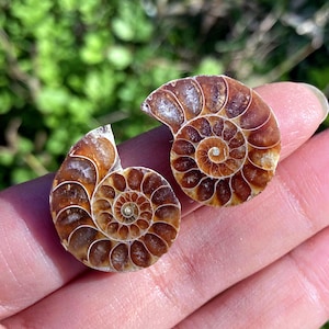 May include: Two halves of a fossilised ammonite shell, displaying detailed spiral patterns. The shells have a warm brown colour with lighter, cream-coloured accents. The fossil's internal chambers are visible, highlighting its ancient origins.