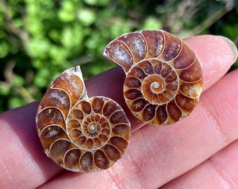 2cm+Natural Rare Ammonite Fossil Specimen,Polished Fossil Slices,Reiki Healing,Home Decoration Gifts