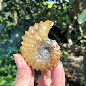 May include: A fossilised ammonite shell with a spiral shape. The shell displays a mix of golden-brown and grey hues, with intricate patterns and textures. The fossil is held in a hand against a blurred green background.