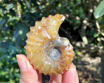 Natural Rare Ammonite Fossil Specimen,Quartz Crystal Fossil,Reiki Healing,Home Decoration Gifts 1PC