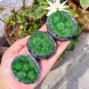 以下が含まれることがあります： 暗い灰色の縁と、中央に鮮やかな緑色の草のような質感を持つ、3つの丸い装飾石。石は手で持たれており、背景にはぼやけた緑と白い花があります。