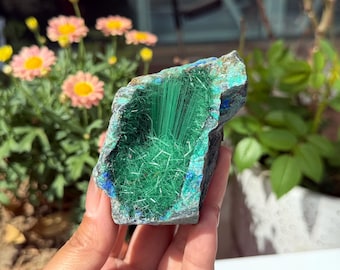 Ejemplar de malaquita natural con mineral de azurita azul, raro grupo de cristales fibrosos de brochantita, regalo de cristal