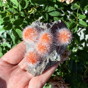 May include: A small rock with four fuzzy, orange cactus plants growing on it. The cactus plants have white, fluffy hairs.