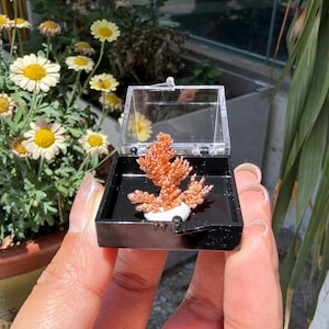 May include: A copper crystal formation presented in a black box with a clear lid. The crystal is a vibrant orange-brown colour and sits on a small white base. The box is held in front of a background of flowers and greenery.