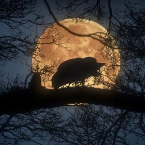 May include: A silhouette of a bird perched on a branch with a large, orange full moon in the background.