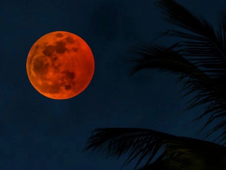 May include: A large, bright orange moon in a dark blue sky with a silhouette of palm tree leaves in the foreground.