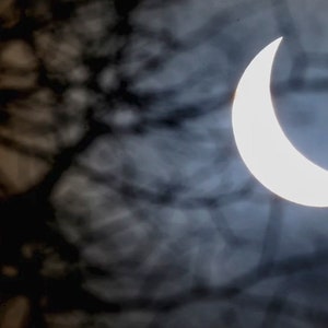 May include: A partial solar eclipse, seen through the branches of a tree, with the sun appearing as a bright white crescent.