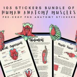 105 adesivi muscolari definitivi, adesivi GoodNotes, adesivi notabilità, adesivi muscolari, file PNG pre-ritagliato, ideale per studiare e prendere appunti