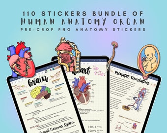 Peut inclure: Un écran de tablette numérique affichant un ensemble de 110 autocollants d'organes anatomiques PNG pré-découpés. Les autocollants présentent des illustrations du cerveau humain, du cœur et du système de circulation prénatale. Le texte "brain", "heart" et "Prenatal Circulation" est visible à l'écran.