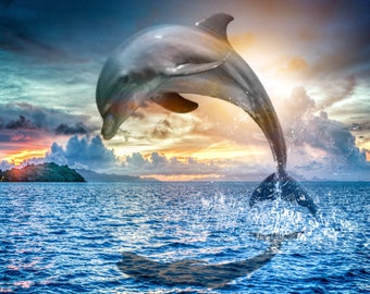 SEA_Dolphin