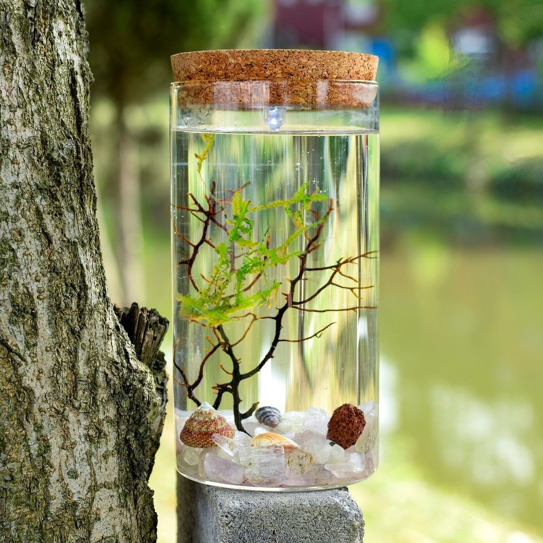 Ecosphere Closed Aquatic Ecosystem Aquarium Kits Desktop Aquarium Mini Fish Tank Java Moss
