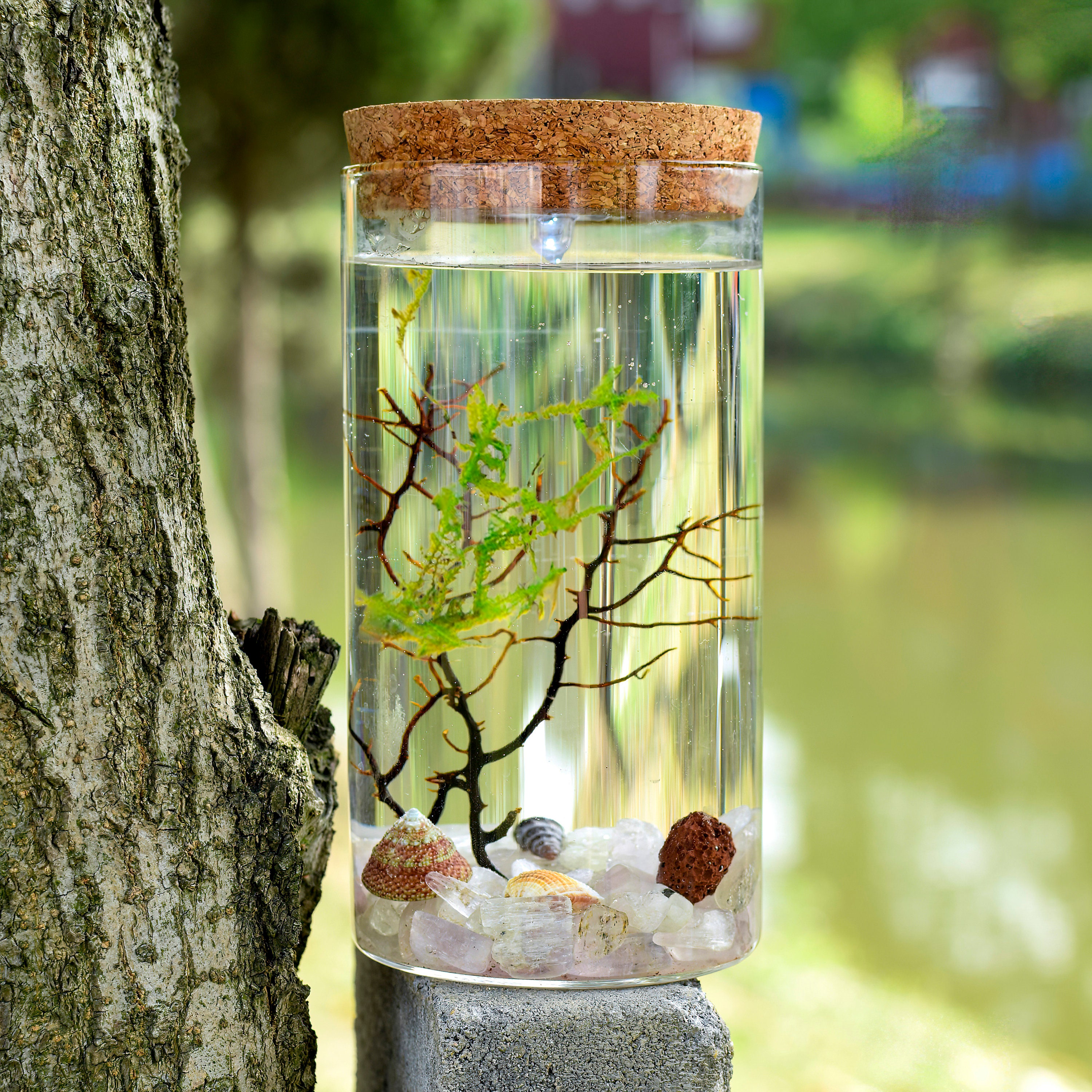 My first Ecosphere, a freshwater Canadian lake ecosphere. : r