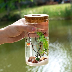 Cylinder Ecosphere Closed Aquatic Ecosystem, Aquarium Kits, Mini Fish Tank, Java Moss Terrarium DIY Craft Kit for Office Desk