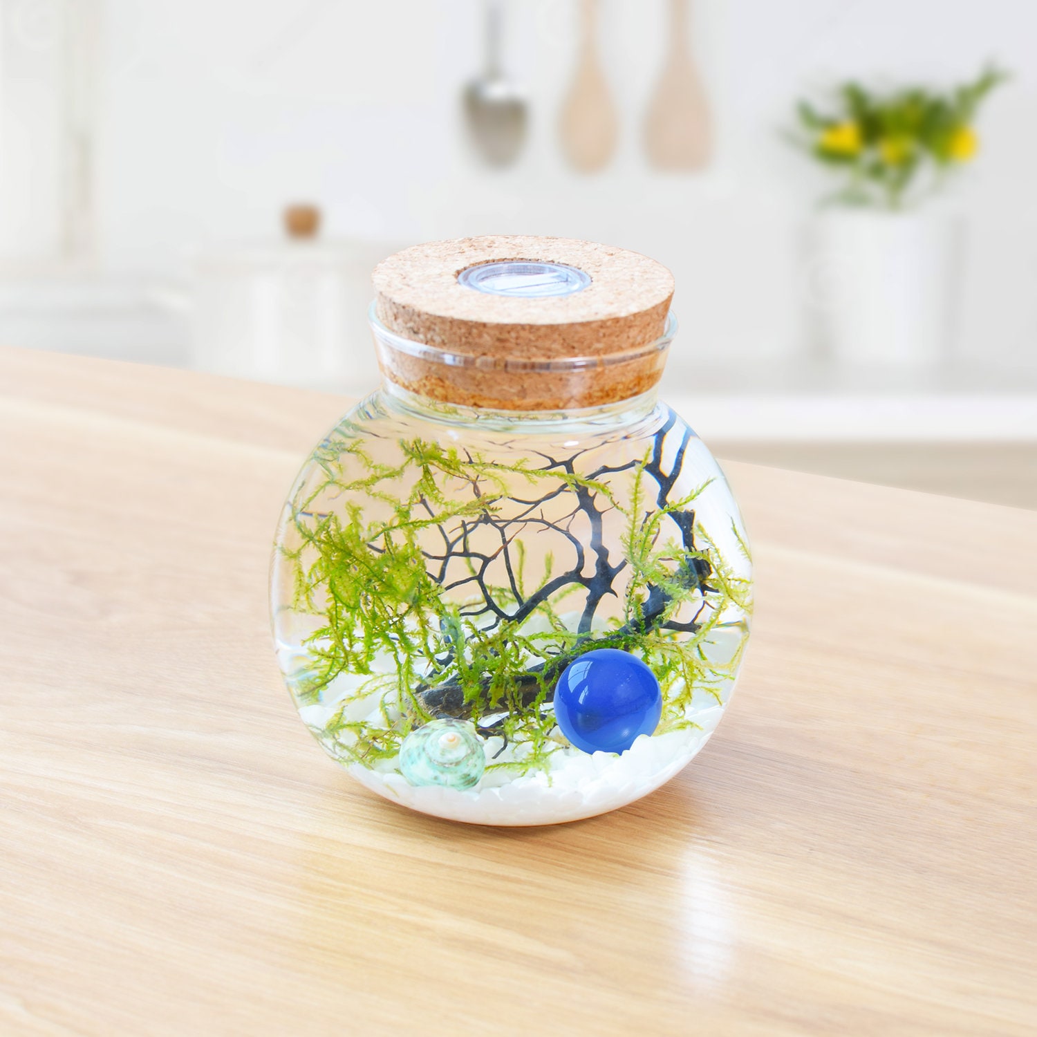 Ecosphere Aquarium Starter Kit-3.15/3.5/4 Orb Terrarium Glass Vase