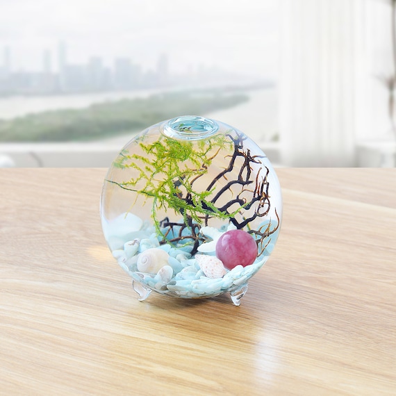 The same ecosphere 3 days old and one month old : r/Ecosphere