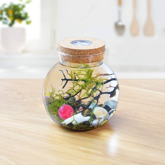 Mini Orb Desk Terrarium Kit with Live Moss Plants