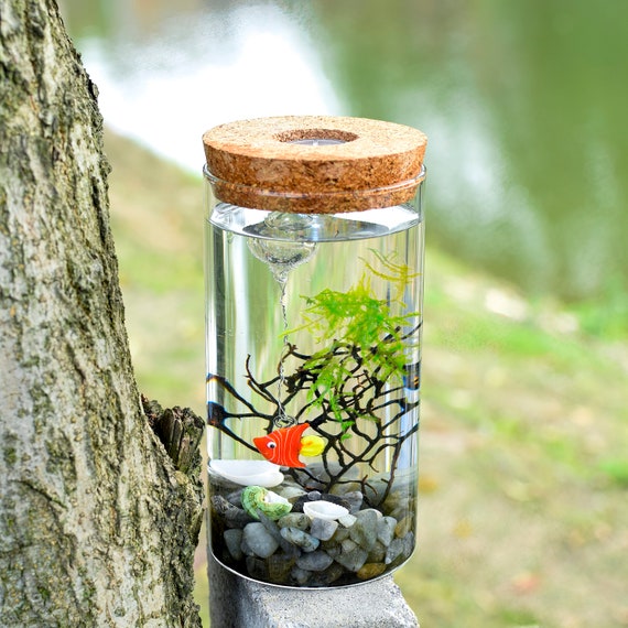 Self sustaining desktop aquarium cheap