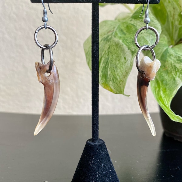 Real Badger Claw Drop Earrings