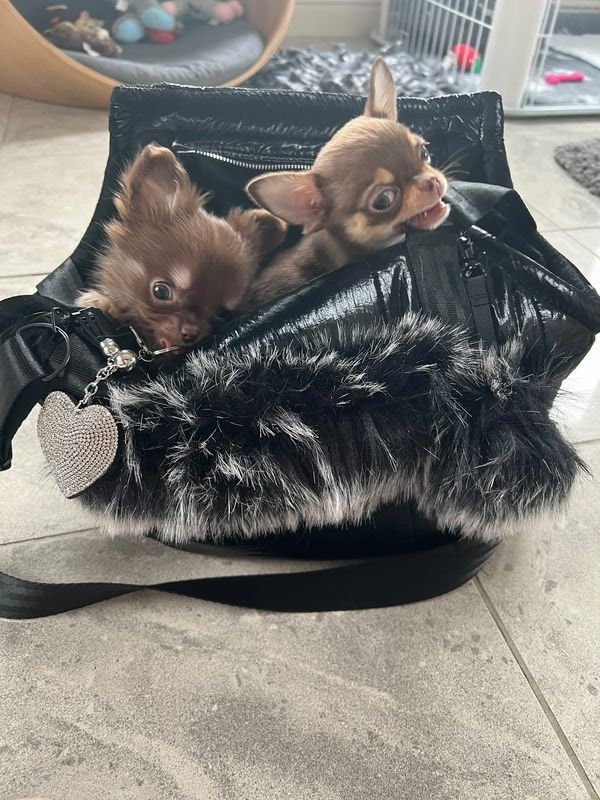 Designer Dog Carrier Luxurious Dog Carrier Bag Fancy Dog Carrier