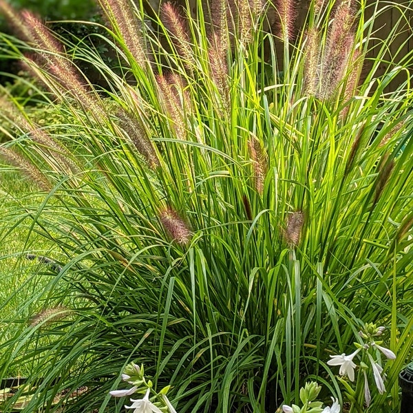 Pennisetum Fountain Grass- Outdoor Plant