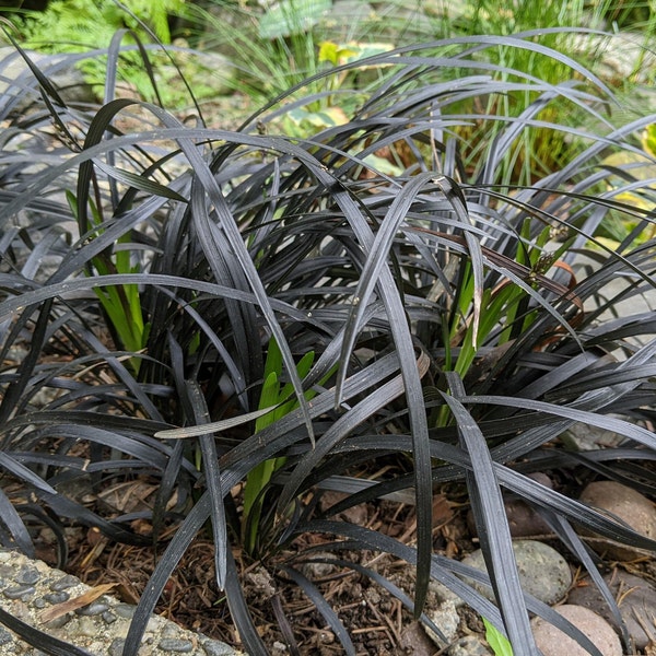 Black Mondo Ornamental Grass- Specialty Outdoor Plant