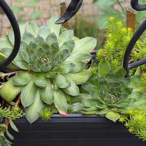 Hen and Chick's Succulent - Indoor/ Outdoor Plant