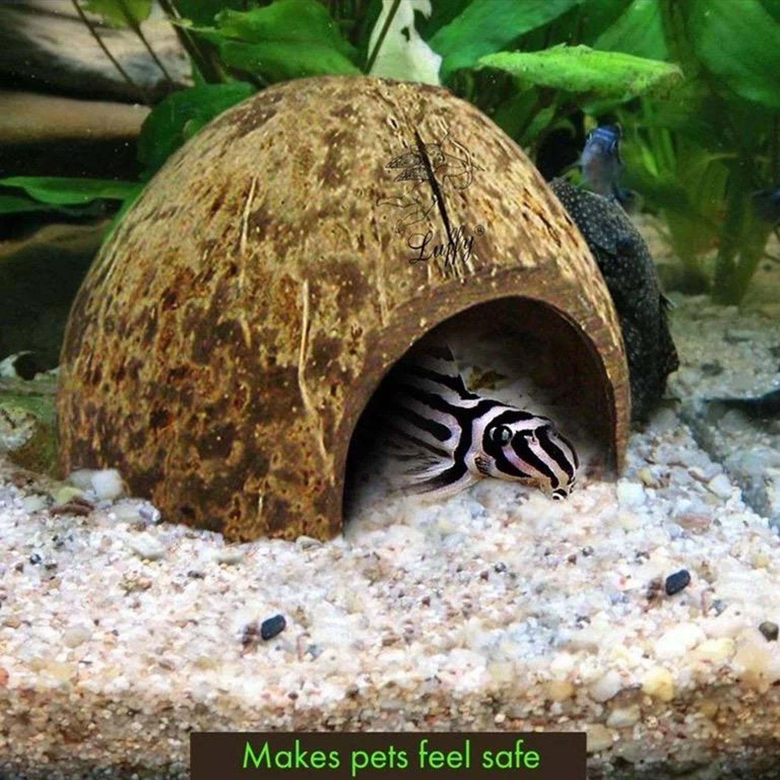 Coconut Cave Bundles— Freshwater Aquarium Decor Perfext for Betta, Nano ...
