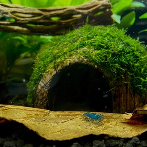 May include: A blue shrimp crawls on a piece of wood in a freshwater aquarium. The shrimp is in front of a moss-covered coconut shell cave.