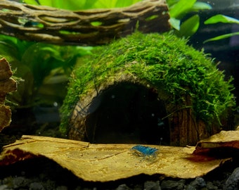 Java Moss Cave for Freshwater, Aquarium, Shrimp Hides, Frog Hides & More! Perfect Aquarium Decor for Fish and Shrimp