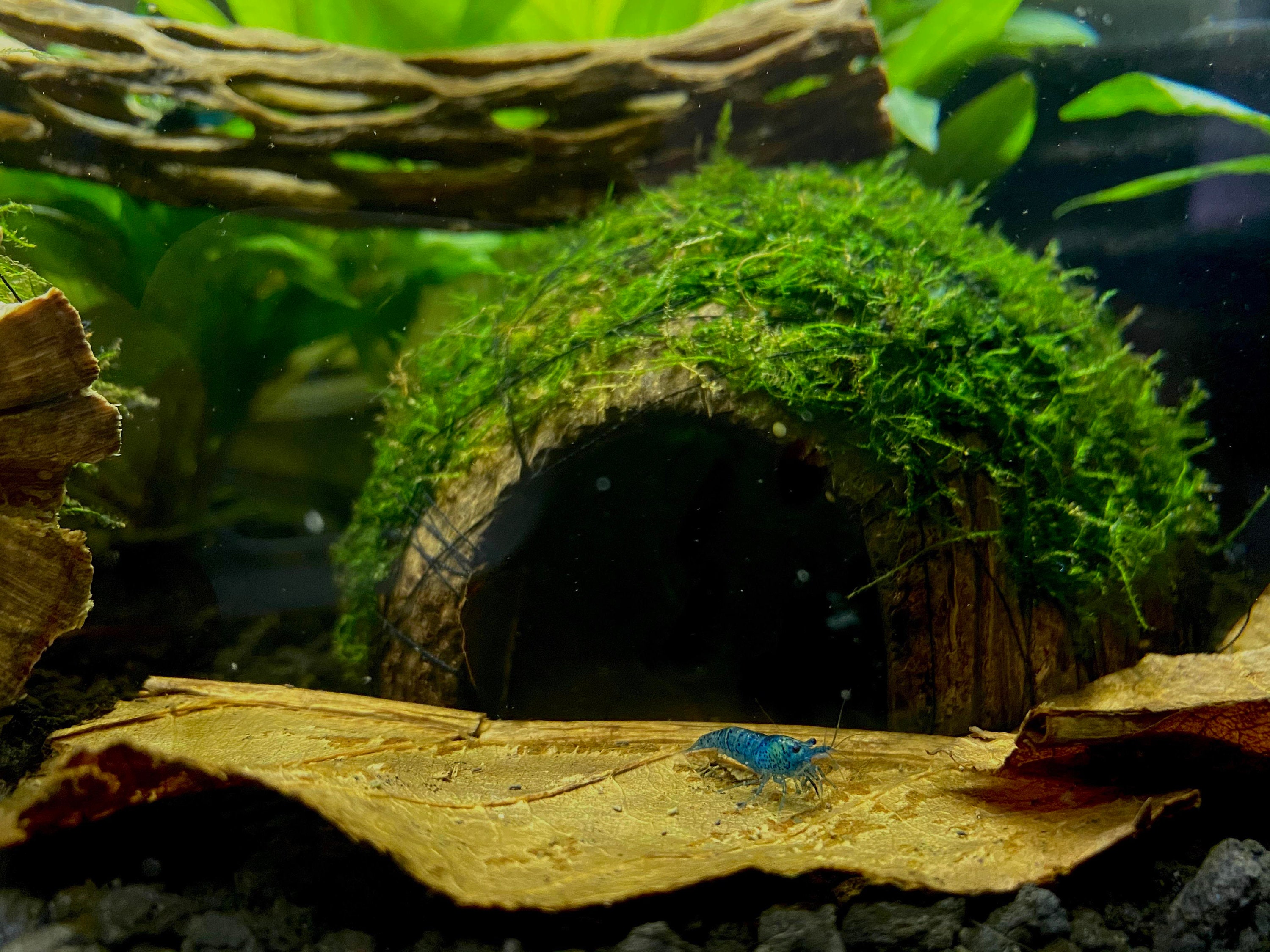 Java Moss Coconut Cave: Aquarium Shrimp & Frog Hide