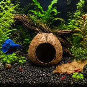 May include: A brown coconut shell hideout with a circular opening sits on a dark gravel substrate in an aquarium. A vibrant blue betta fish swims to the left, while small red shrimp and a brown snail are visible near green aquatic plants.