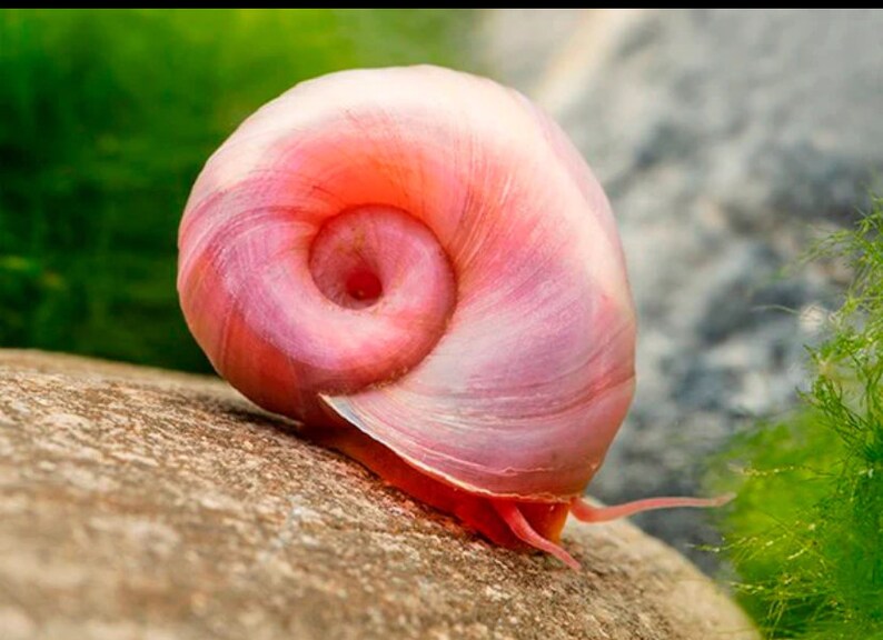 10 Mix Color Ramshorn Snails Freshwater Aquarium Pond Snail Etsy