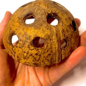 May include: A halved coconut shell with multiple circular holes. The shell is brown and textured, with darker brown markings. The holes are evenly spaced around the shell, creating a decorative pattern. The coconut shell is held in a hand.
