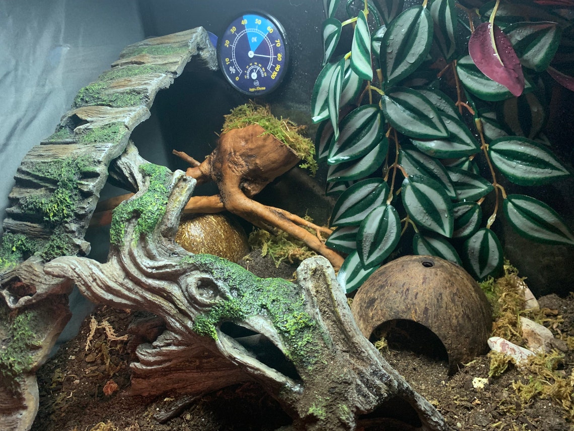 Coconut Cave Bundles— Freshwater Aquarium Decor Perfext for Betta, Nano ...