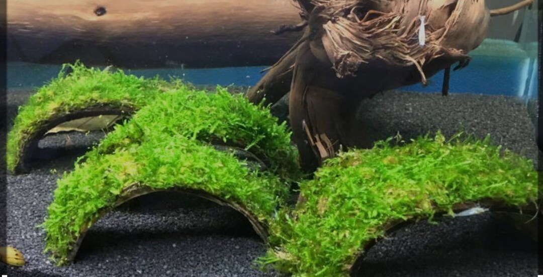 Coconut Caves, Bridges, Hides and More Unique Aquarium, Reptile, and