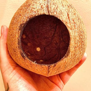 May include: A hollowed-out coconut shell with a large opening, perfect for use as a reptile hide or small animal shelter. The coconut is brown and has a natural, rough texture.