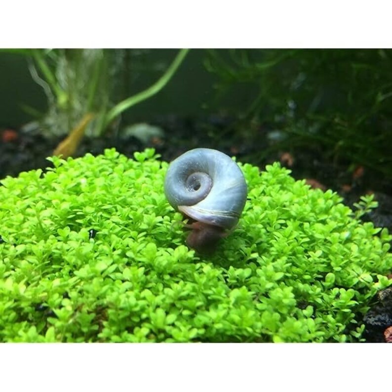 10 Mix Color Ramshorn Snails Freshwater Aquarium Pond Snail Etsy