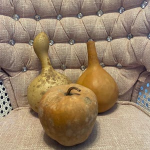 May include: Two dried gourds and one dried apple-shaped fruit. One gourd has a long, curved neck with a speckled tan surface, while the other is a smooth, solid tan color with a straight neck. The apple-shaped fruit is textured and brownish.