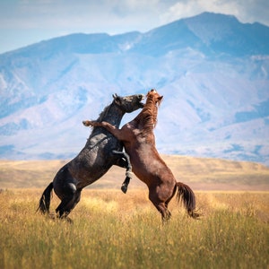 The Fight For Dominance