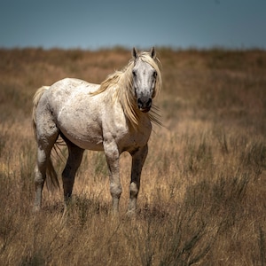 Old Man Wild Horse